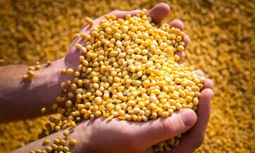 Giá đậu tương sẽ tiếp tục giảm do triển vọng khả quan của Brazil