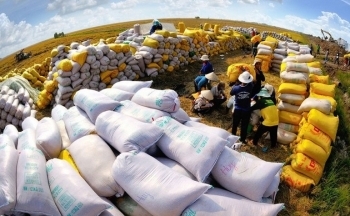 Giá gạo Việt xuất khẩu đắt nhất thế giới, vừa mừng vừa lo