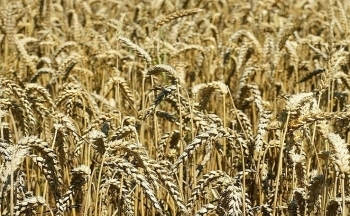 Lúa mì ghi nhận mức giảm mạnh nhất trong hơn 3 tuần qua