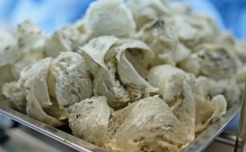 Sắp xuất khẩu lô tổ yến đầu tiên sang Trung Quốc