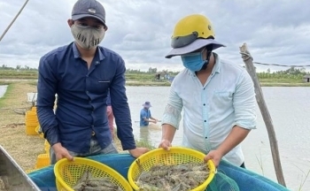 Giá tôm nguyên liệu tại tỉnh Bạc Liêu bất ngờ tăng đột biến