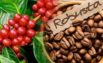 Cà phê quay đầu giảm dù cho tồn kho vẫn thấp kỷ lục