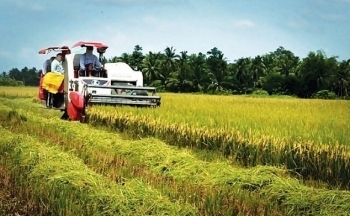 Hạn hán do El Nino làm giảm nguồn cung, Việt Nam có thể tăng xuất khẩu gạo