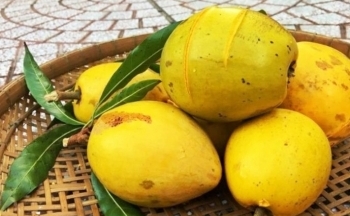 Những lợi ích tuyệt vời của quả trứng gà mà bạn nên biết