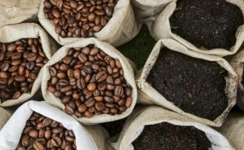 Giá cà phê mới nhất ngày 12/11/2023: Thị trường trong nước giảm nhẹ 200 đồng/kg