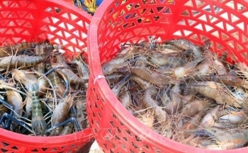 Giá tôm tăng trở lại sau gần 1 năm