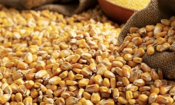 Giá ngô ghi nhận tuần giảm thứ ba liên tiếp