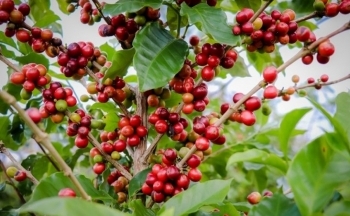 Giá cà phê cao nhất 5 tháng khi tồn kho giảm sâu