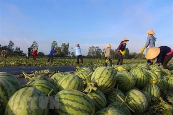 Đẩy mạnh tuyên truyền về sản xuất nông nghiệp an toàn, bền vững