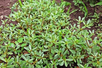 Loài rau dại và những bí mật chưa tiết lộ