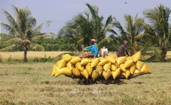Giá lúa Thu Đông cuối vụ tại Đồng Tháp tăng mạnh