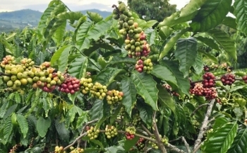 Giá cà phê mới nhất ngày 14/11/2023: Thị trường trong nước ổn định, giá cao nhất 58.200 đồng/kg
