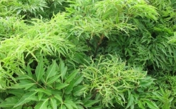Tác dụng ít người biết của cây đinh lăng