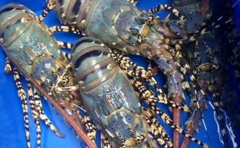 Vì sao Trung Quốc dừng nhập tôm hùm bông Việt Nam?