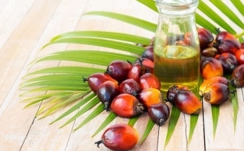 Giá dầu cọ tăng 2,71% nhờ diễn biến hồi phục của dầu đậu tương