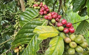 Giá cà phê mới nhất ngày 15/11/2023: Thị trường trong nước tăng đến 1.200 đồng/kg