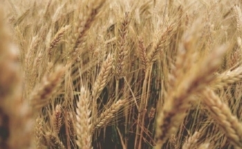 Giá lúa mì lao dốc, dẫn dắt đà giảm của nhóm nông sản