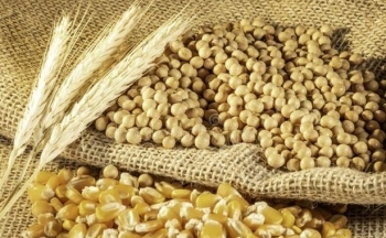 Giá ngô có thể quay trở lại kháng cự tâm lý 500 phiên hôm nay