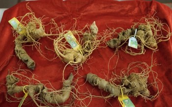 Kon Tum ứng dụng công nghệ định danh gắn chip cho sâm Ngọc Linh