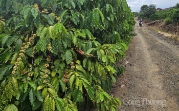 Giá cà phê mới nhất ngày 17/11/2023: Thị trường trong nước tăng từ 700 - 800 đồng/kg