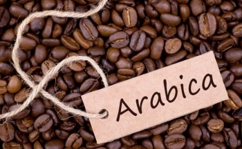 Giá cà phê Arabica có thể giảm trước tín hiệu tích cực về nguồn cung