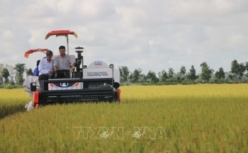 Giá lúa Thu Đông cao kỷ lục