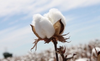 Giá bông tiếp tục tăng trong sắc xanh