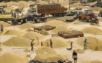 Giá gạo tăng tại hầu hết các 'vựa lúa' của châu Á