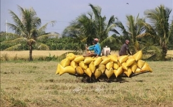 Nhiều địa phương bán lúa được giá cao kỷ lục