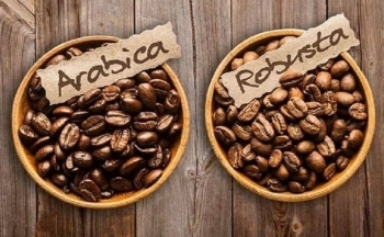 Giá cà phê Arabica quay đầu giảm khi nguồn cung có tín hiệu tích cực
