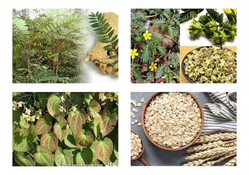 Giá tiền triệu nhưng thực phẩm chức năng “sâm Alipas” toàn thành phần thuốc đông y giá rẻ?