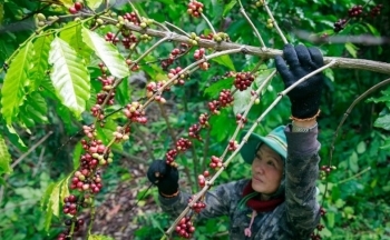 Giá cà phê mới nhất ngày 21/11/2023: Thị trường trong nước giảm từ 1.100 – 1.300 đồng/kg