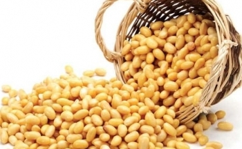 Lo ngại mùa vụ tại Brazil thúc đẩy giá đậu tương bật tăng