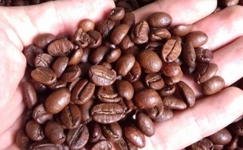 Thông tin cơ bản trái chiều có thể khiến giá cà phê Arabica tạm thời biến động mạnh