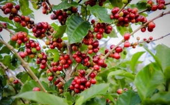 USDA thay đổi ước tính nguồn cung cà phê niên vụ 2023/24 tại Brazil