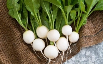 Củ cải - nhân sâm trắng của mùa đông