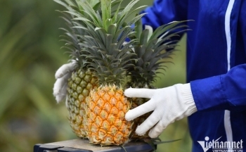 Khách ‘sộp’ Trung Quốc ồ ạt gom mua, xuất khẩu rau quả cao kỷ lục 5 tỷ USD