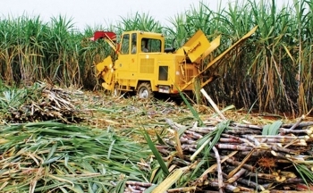 USDA hạ ước tính thâm hụt đường toàn cầu xuống 5,03 triệu bao