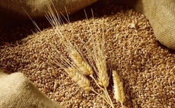 Lúa mì tăng vọt, chấm dứt chuỗi 5 phiên suy yếu liên tiếp