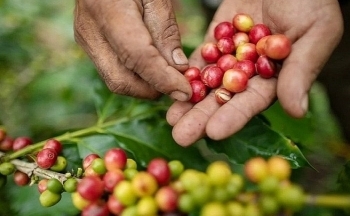 Giá cà phê mới nhất ngày 23/11/2023: Thị trường trong nước tiếp tục giảm 500 đồng/kg