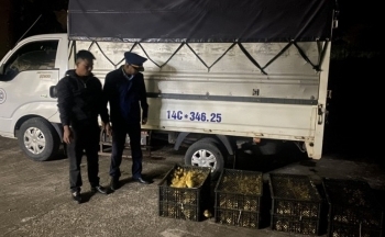 Quảng Ninh: Phát hiện, tiêu hủy 1.800 con vịt giống nhập lậu