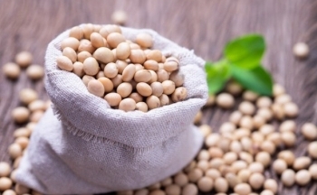 BAGE cho biết vụ đậu tương ở Argentina đang ở tình trạng tốt