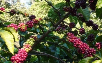 Giá cà phê mới nhất ngày 24/11/2023: Thị trường cà phê trong nước tăng nhẹ 100 - 200 đồng/kg