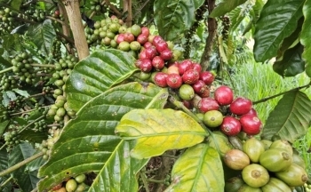 Giá cà phê có thể biến động mạnh khi thông tin còn trái chiều