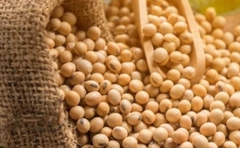 Giá bạc tăng mạnh trước triển vọng lãi suất, giá đậu tương chịu áp lực bán