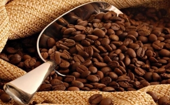 Giá cà phê mới nhất ngày 25/11/2023: Thị trường cà phê trong nước tăng mạnh 300 – 500 đồng/kg.