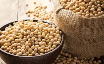 Safras cắt giảm dự báo sản lượng đậu tương Brazil xuống còn 161,4 triệu tấn