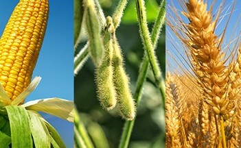 Áp lực về nhu cầu kém hơn đè nặng lên giá đậu tương