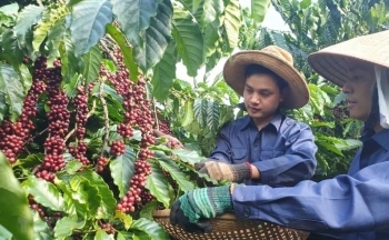 Giá cà phê Arabica giảm khi nguồn cung vẫn có tín hiệu tích cực