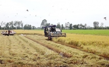 Thị trường nông sản: Giá gạo thế giới liên tục tăng